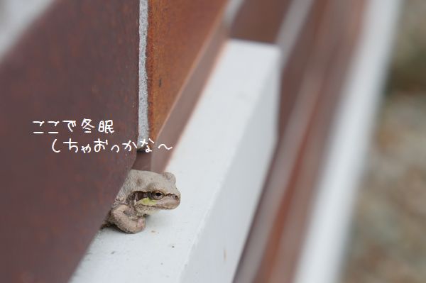 131011PPPP.JPG