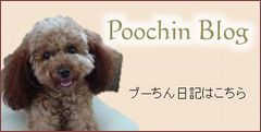Poochin Blog